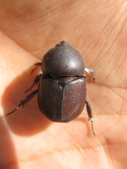 Diloboderus abderus