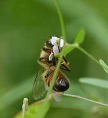 Apis mellifera