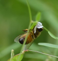 Apis mellifera