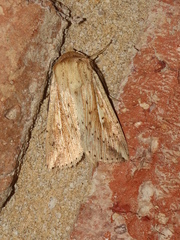 Mythimna decisissima
