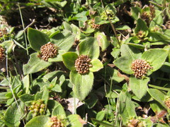 Richardia humistrata