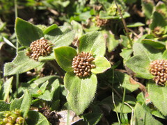 Richardia humistrata