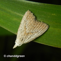 Meganola brunellus