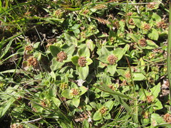 Richardia humistrata