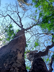 Roseodendron donnell-smithii