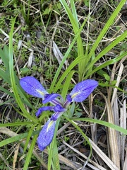 Iris savannarum