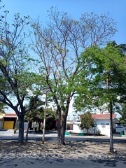 Roseodendron donnell-smithii