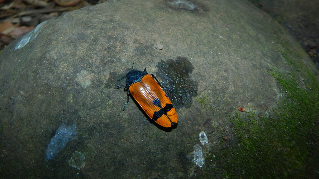 Conognatha azurea