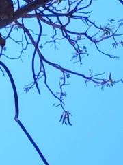 Roseodendron donnell-smithii