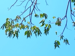 Roseodendron donnell-smithii