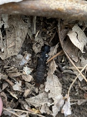 Platydracus mysticus