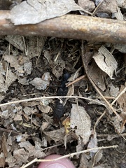 Platydracus mysticus
