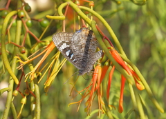 Ogyris amaryllis