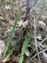 Erythronium citrinum