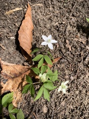 Anemonoides lancifolia