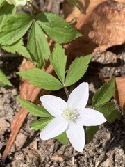 Anemonoides lancifolia