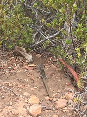 Liopholis whitii
