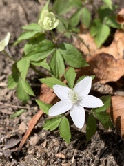 Anemonoides lancifolia