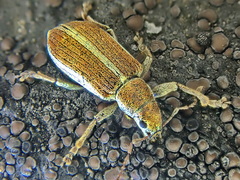 Pachyrhinus elegans