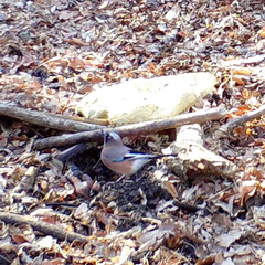 Garrulus glandarius japonicus