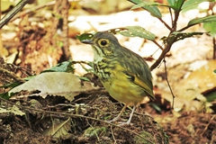 Hylopezus macularius