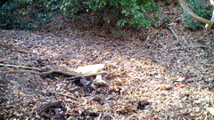 Garrulus glandarius japonicus