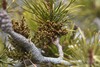 Shore Pine Dwarf-Mistletoe - Photo no rights reserved, uploaded by Braden J. Judson