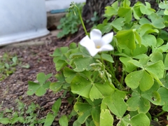 Oxalis triangularis papilionacea