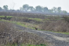 Sylvilagus audubonii