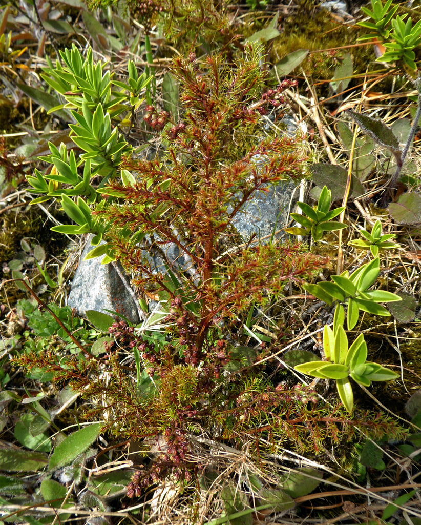 Coriaria angustissima (Coriaria angustissima)