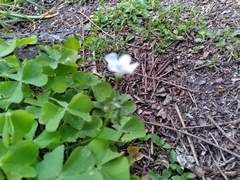 Oxalis triangularis papilionacea