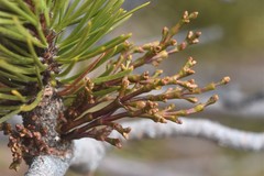 Arceuthobium tsugense contortae