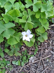 Oxalis triangularis papilionacea