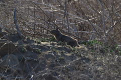 Otospermophilus beecheyi