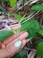Ruellia caroliniensis image