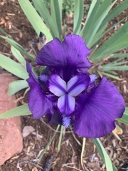 Iris × germanica