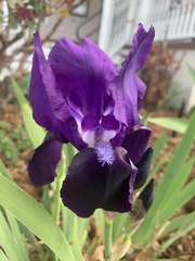 Iris × germanica