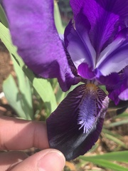 Iris × germanica