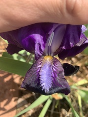Iris × germanica