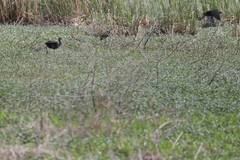 Plegadis falcinellus