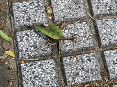 Pseudovates iheringi