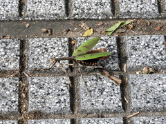 Pseudovates iheringi