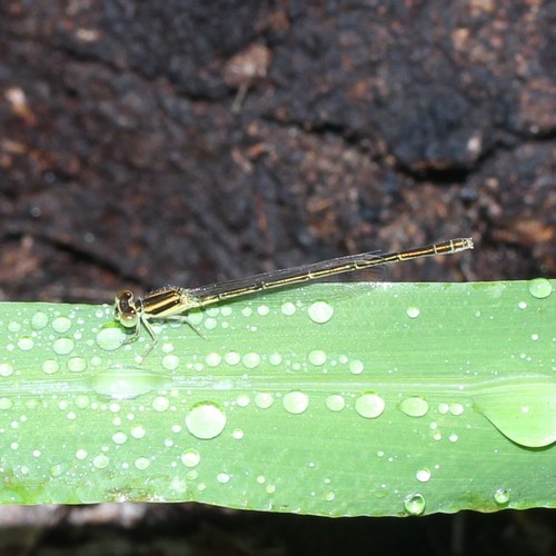 Aurora Bluetail photo 4