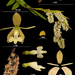 Epidendrum ruizianum - Photo (c) Julian Alzate,  זכויות יוצרים חלקיות (CC BY-NC), הועלה על ידי Julian Alzate
