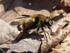 Criorhina verbosa