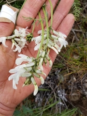 Astragalus conjunctus