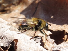 Criorhina verbosa