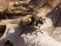 Criorhina verbosa