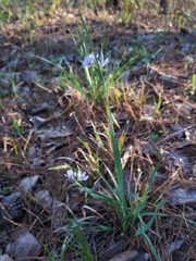 Sisyrinchium elizabethiae
