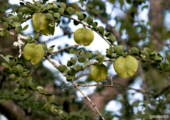 Gonopterodendron sarmientoi